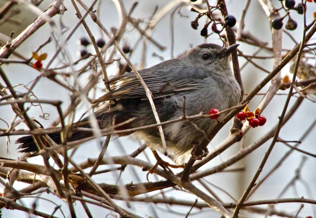 Gray Catbird by malibuskiboats is marked with CC0 1.0